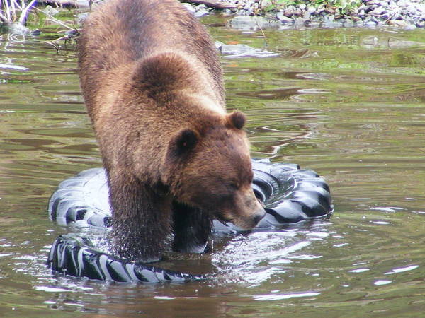 Sitka Fortress of the Bear Sitka Fortress of the Bear
