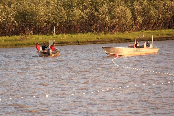 Emmonak Alaska Yukon River Salmon