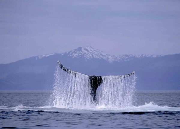 Icy Strait Point Hoonah Whale Watching Icy Strait Point Hoonah Whale Watching