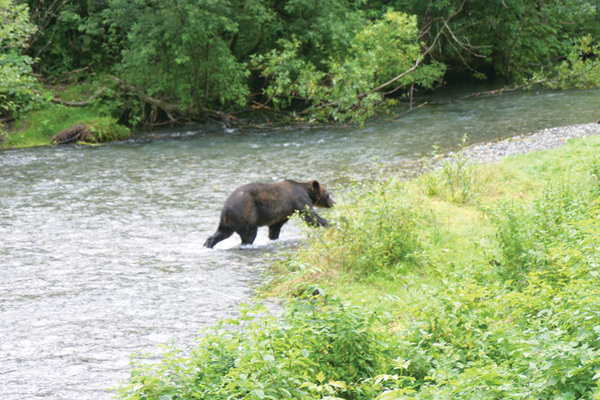 Hyder Alaska Bear Viewing Hyder Alaska Bear Viewing