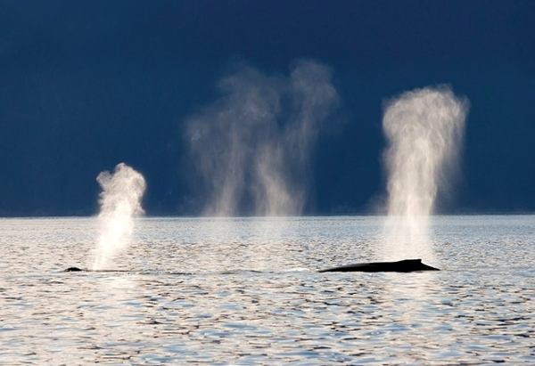 Hoohah Alaska Whales Hoohah Alaska Whales