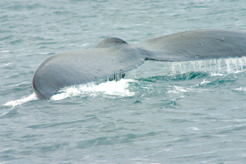 Valdez Alaska Whale Valdez Alaska Whale