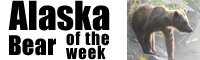 Alaska Bear of the week