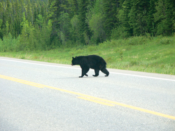 Alaska Highway Bear