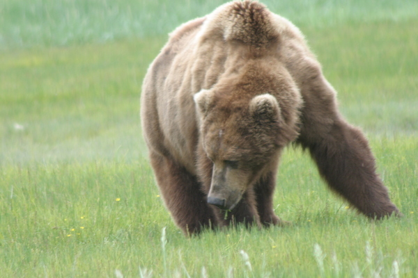 Katmai bear viewing