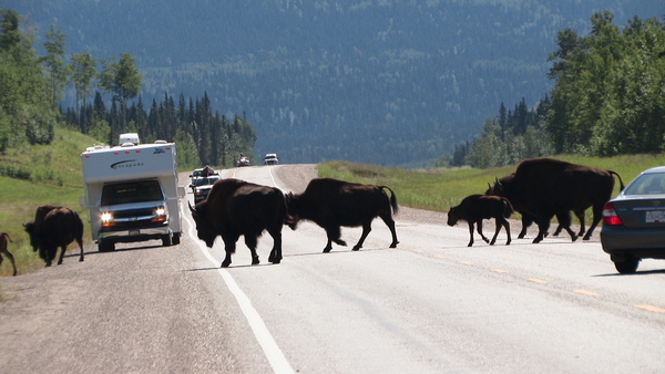 Buffalo on the Alaska Highway