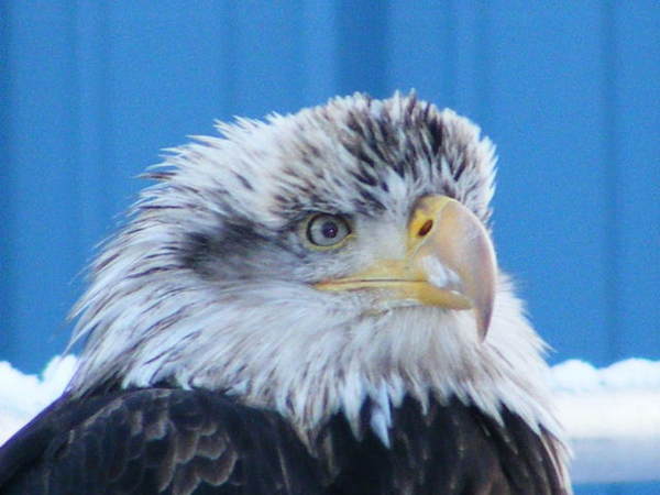 kodiak_island_alaska_bald_eagle
