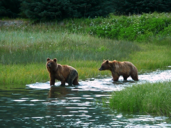 Skagway Alaska Bears