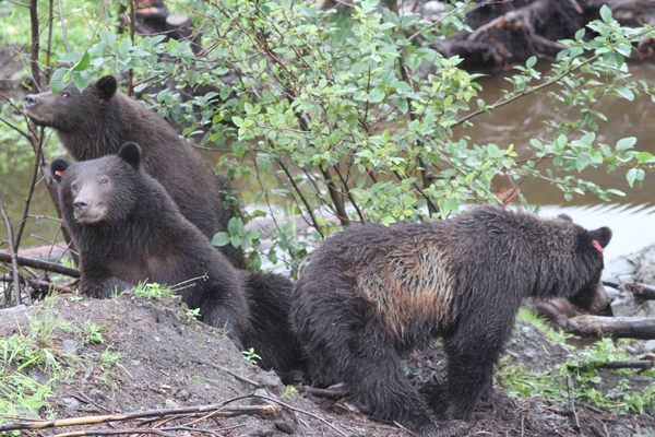 sitka_alaska_fortress_of_the_bear sitka_alaska_fortress_of_the_bear