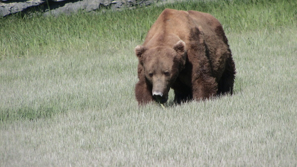 Bear Viewing Katmai National Park Alaska Bear Viewing Katmai National Park Alaska