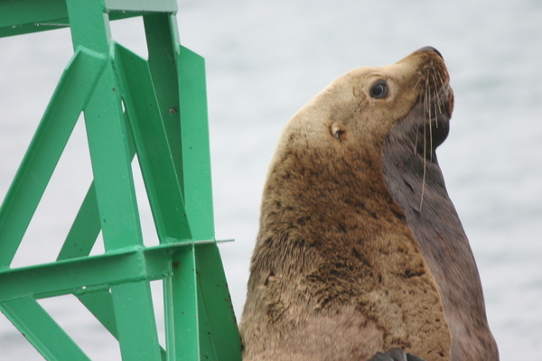 Valdez Alaska Stan Stephens Tours Valdez Alaska Stan Stephens Tours