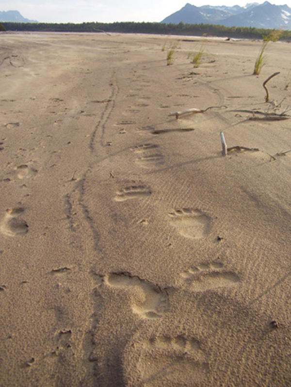 Cordova Alaska Bear Prints Cordova Alaska Bear Prints