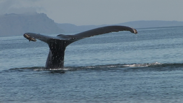 Hoohah Alaska Whale