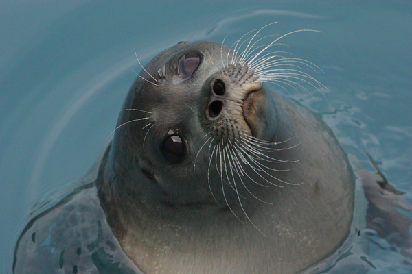 Seward Alaska Seal