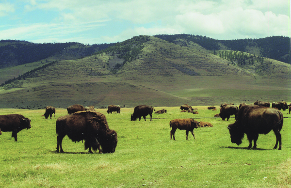 Montana National Bison Range