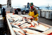 Unalaska Dutch Harbor Alaska Fishing