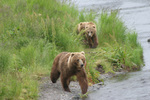 Bear Viewing Katmai National Park Alaska