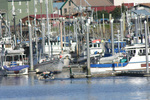 Petersburg Alaska Harbor