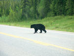 Alaska Highway Bear