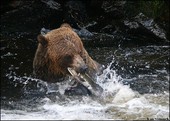 Anan Brown Bear Wrangell Alaska
