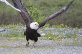 Valdez Alaska Bald Eagles