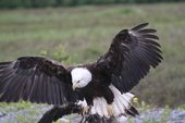 Valdez Alaska Bald Eagles