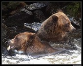 Anan Brown Bears Alaska Waters Tours Inc Wrangell Alaska