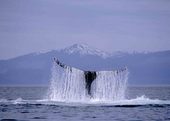 Icy Strait Point Hoonah Whale Watching