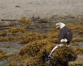 Alaska Waters Wrangell Alaska bald eagle