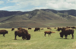 Moise National Bison Range Montana
