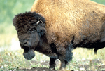 Fort Smith NWT Bison