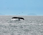 Hoohah Alaska Whale