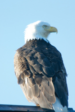 Haines Alaska Bald Eagle