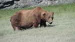 Bear Viewing Kodiak Island Alaska