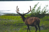 Banff National Park Alberta Elk