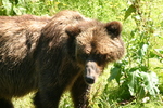 Hyder Alaska Bear Viewing