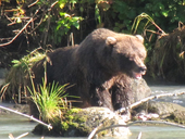 kasilof_rv_park_grizzly_bear