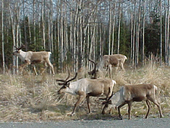 kasilof_rv_park_wildlife_caribou