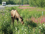 Kasilof Alaska Moose