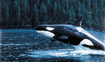 Hoohah Alaska Killer Whale