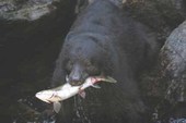 Anan Black Bear Wrangell Alaska